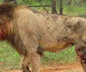 دیدنی های حیات وحش؛ شیر مغرور خنگ بازی درآورد و تاوانش شد این وضعیت آش و لاش