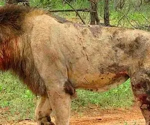 دیدنی های حیات وحش؛ شیر مغرور احمق بازی درآورد و تاوانش شد این وضعیت آش و لاش