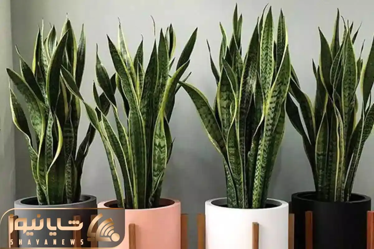 کاشت و برداشت خانگی؛ چطور سانسوریا رو به ماشین تولید پاجوش تبدیل کنیم؟!