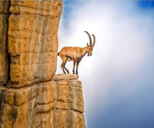 مستند حیات وحش / جاذبه برای بز کوهی تهی از معناست