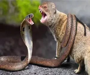 مستند حیات وحش؛ مانگوس دد بابای مار سمی آورد جلو چشش