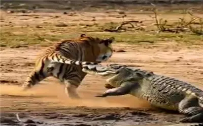 حیات وحش مصنوعی؛ کروکودیل عین زالو چسبید به دم ببر خونشو بمکه ورق برگشت