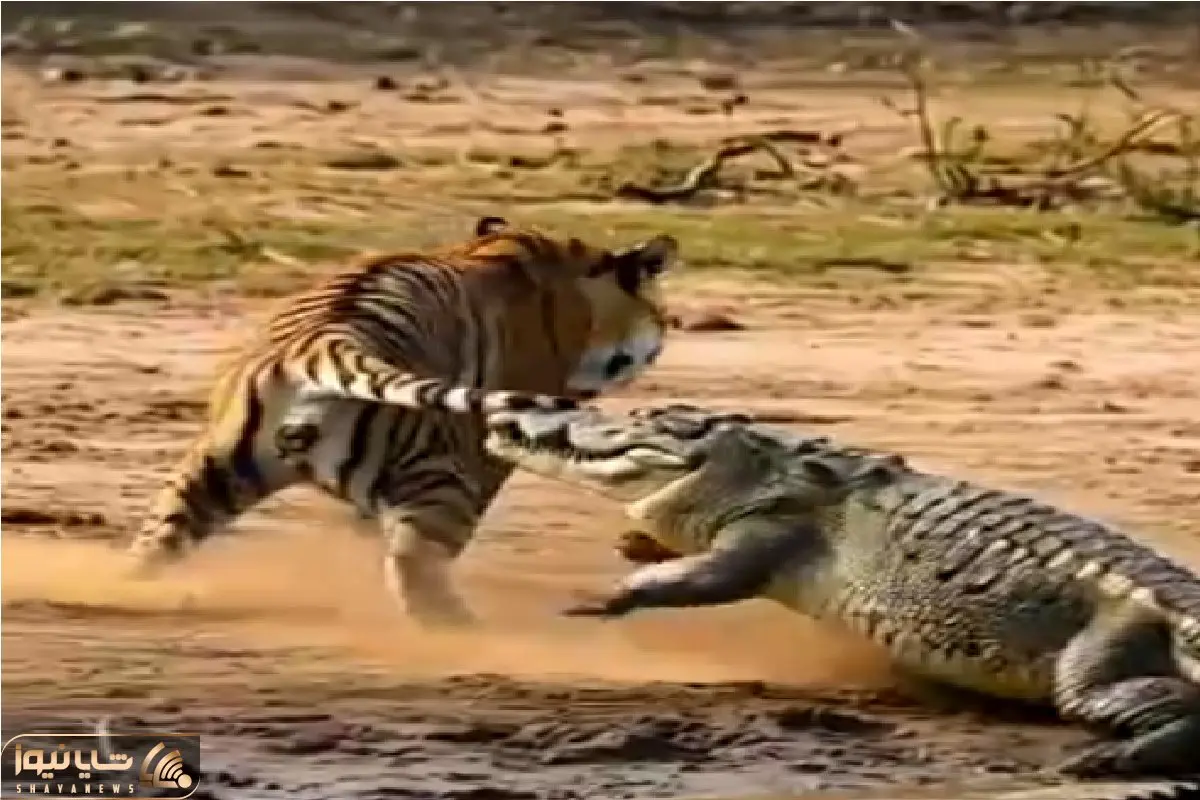 حیات وحش مصنوعی؛ کروکودیل عین زالو چسبید به دم ببر خونشو بمکه ورق برگشت