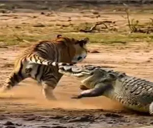 حیات وحش مصنوعی؛ کروکودیل عین زالو چسبید به دم ببر خونشو بمکه ورق برگشت