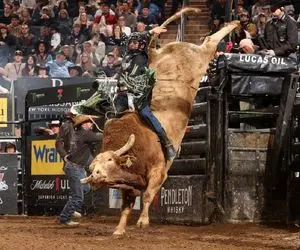 استقامت خونین؛ گاو با غضب گاوچرون تو 2 ثانیه گیم آور کرد پرت کرد رو زمین کشید