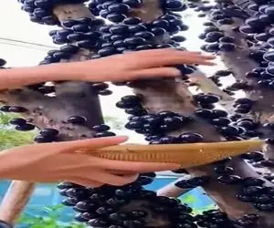 کشاورزی نوین؛ درخت بی برگه میوه هاش عین جوش رو شاخه هاش درمیان موقع کندن زور نمیخوان