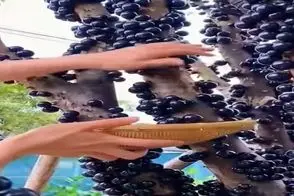 کشاورزی نوین؛ درخت بی برگه میوه هاش عین جوش رو شاخه هاش درمیان موقع کندن زور نمیخوان