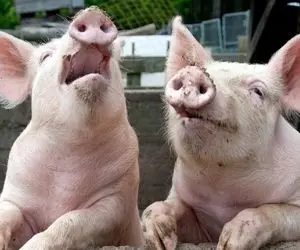 فرآوری خوک؛ یه گله خوک حرومی رو میبرن و دستگاه قلمبه قورتشون میده برای بیکن