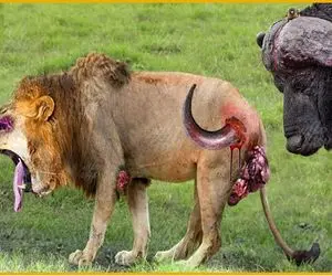 از جذابیت‌های حیات وحش؛ شاخ غول پیکر بوفالوی سفاک تو باسن شیر شکست 