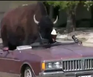 بزرگترین حیوان خانگی جهان؛ بوفالویی با ۱۵۰۰ پوند وزن در خانه؟!