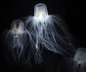 تنها حیوان نامیرای جهان را می شناسید؟!