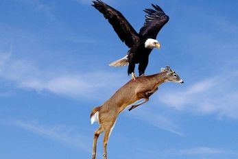 از جذابیت های حیات وحش؛ روش سنگدلانه عقاب برای شکار بزکوهی سنگین وزن از ارتفاع پرتش کرد