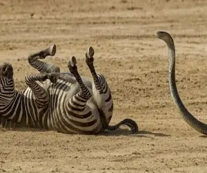 مستند حیات وحش / مامبای سیاه زهرآلود خر سیاه سفید را مثل برق زد زمین