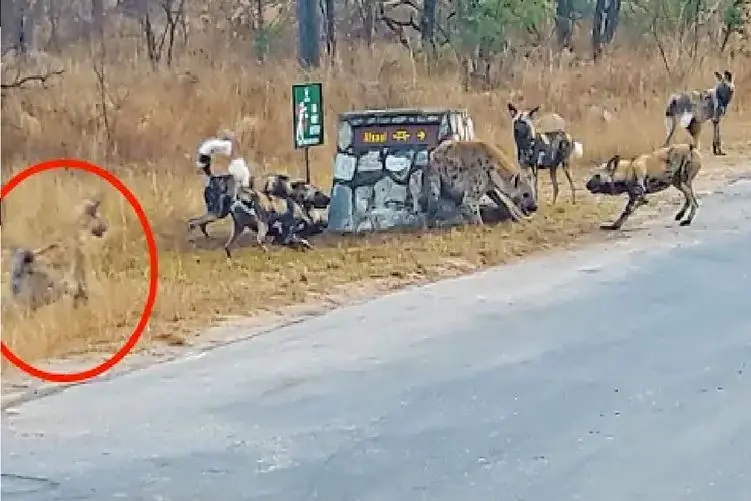 مستند حیات وحش؛ کفتار؛ سگ ها