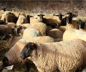 (جدول) قیمت دام زنده امروز ۱۰ دی ۱۴۰۳/ ارزان‌ترین دام در کدام استان عرضه می‌شود؟