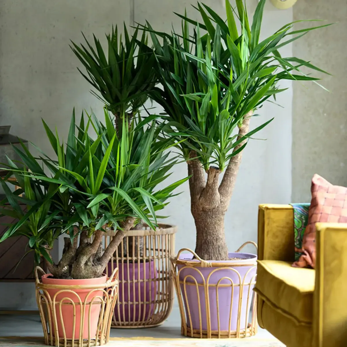 yucca-2