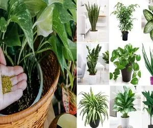 رشد برق آسای گیاهان با ترفندی که مادربزرگ ها میدونن / برا همینه دستشون به گل میفته