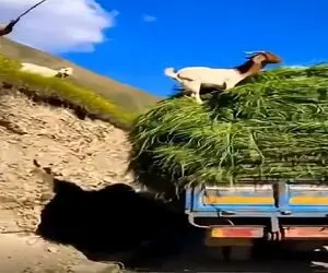 دامپروری نوین؛ بز چوپانش رو به کامیون یونجه فروخت