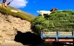 دامپروری نوین؛ بز چوپانش رو به کامیون یونجه فروخت