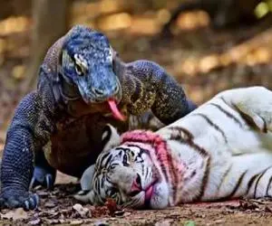 مستند حیات وحش / نبرد کومودو و ببر وقتی ببر تسلیم خشم کومودو میشود