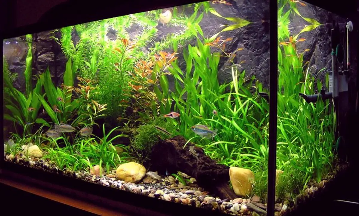 acvarium4