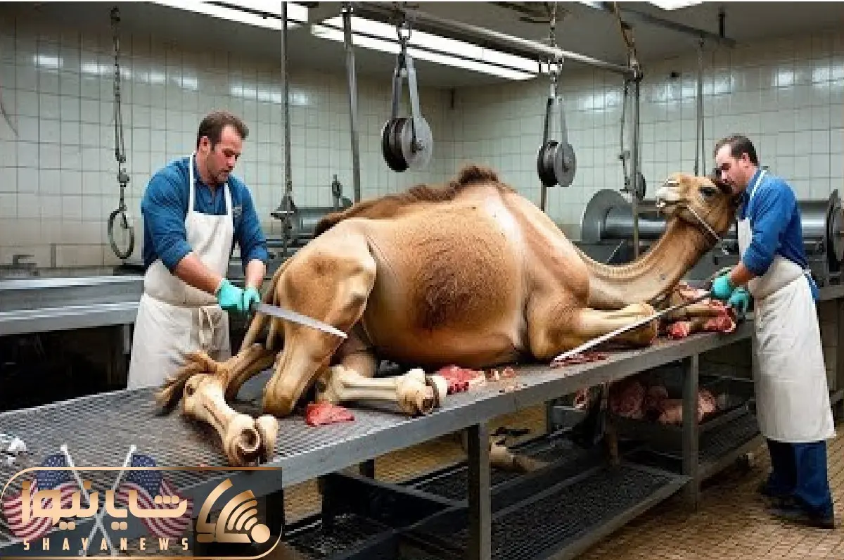 فرآوری شتر؛ انفجار سود شتر در سلاخخانه های مدرن آمریکا