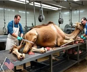 فرآوری شتر؛ انفجار سود شتر در سلاخخانه های مدرن آمریکا