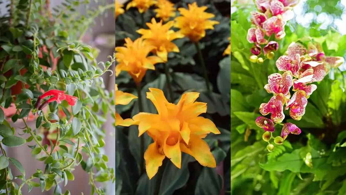 گیاهان گلدار باغچه ای