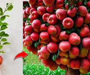 کشاورزی نوین؛ موقع کاشت سیب بهش خمیردندون و تخم مرغ زدن حالا یه عالمه محصول داده