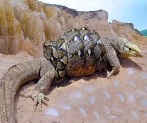 بدایع حیات وحش؛ پیتون هرکول پیچید دور کومودو سفاک از سر بلعید اونم شکم مار و پاره کرد