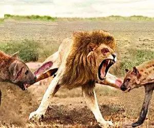 مستند حیات وحش / دسیسه چینی کفتارها برای به زیر کشیدن سلطان جنگل