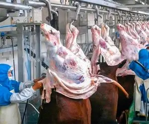 فرآوری گاو؛ گاوهایی که تنی وزن دارن از سم آویزون میکنن و از بالا به پایین پوست میکنن