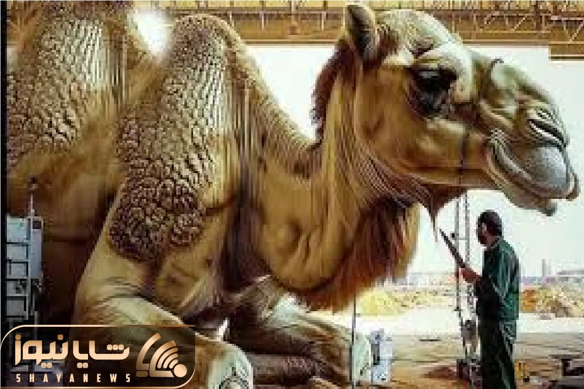 فرآوری شتر؛ بعد 80 سال استثمار شتر دور ریز نداره تو سلاخخونه ازش مواد نو تولید میکنن