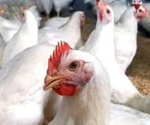 قیمت مرغ زنده امروز دوشنبه 13 بهمن 99