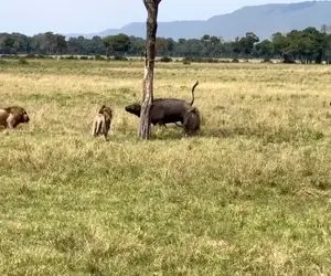 مستند حیات وحش؛ بوفالوهای پررو چرت شیرهای نر رو پاره کردن