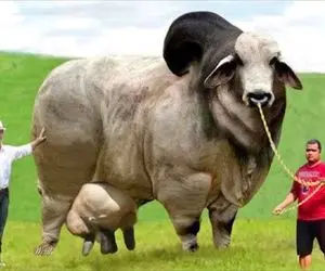 گاوهای باورنکردنی؛ گاو نازنازی سه هزار و 500 کیلو وزن شاخش پهن رشد کرده