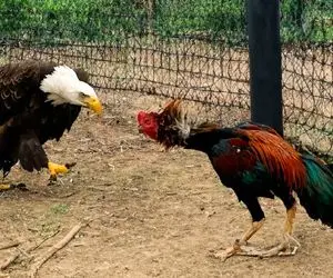 شاهکار حیات وحش/ خروس غیور هر حرکت عقاب را خنثی کرد تا حرم سراش آسیب نبیند