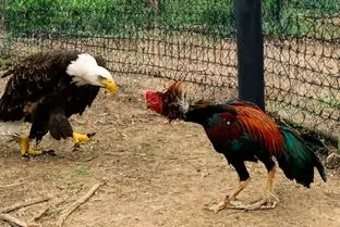 شاهکار حیات وحش/ خروس غیور هر حرکت عقاب را خنثی کرد تا حرم سراش آسیب نبیند