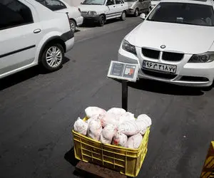 مقصر اصلی گرانی مرغ چیست؟