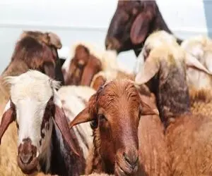 قیمت دام زنده امروز 27 مرداد 1404 + جدول