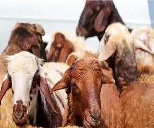 قیمت دام زنده امروز 27 مرداد 1404 + جدول