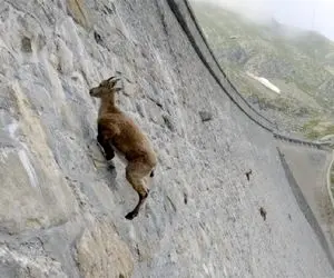 از جذابیت های حیات وحش؛ بز کوهی یجوری با غرور لب پرتگاه راه میره که انگار جاذبه کشکه