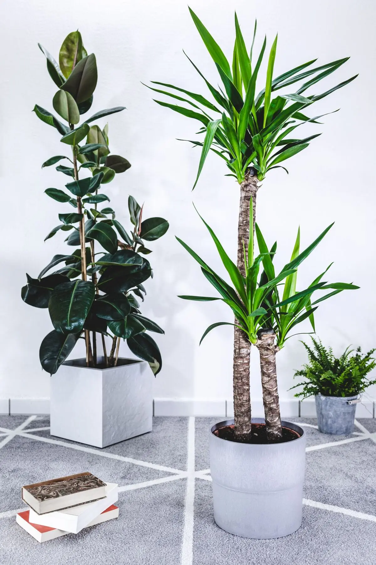 Yucca-7