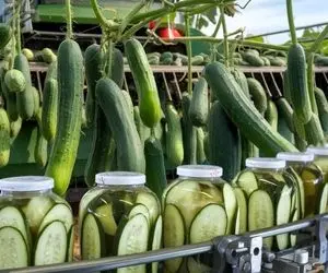 کشاورزی نوین؛ با ماشین آلات مدرن تو مزارع چند 100 هکتاری بیش از 1000000 خیار کاشتن