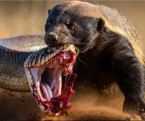 جنگ حیات وحش / تنها ترس مار در زندگی مانگوس زرد است