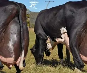 فرآوری گاو؛ گاوهایی که لاغر و استخوانی هستند اما ماشالله شیر میدن اندازه کارخانه میهن