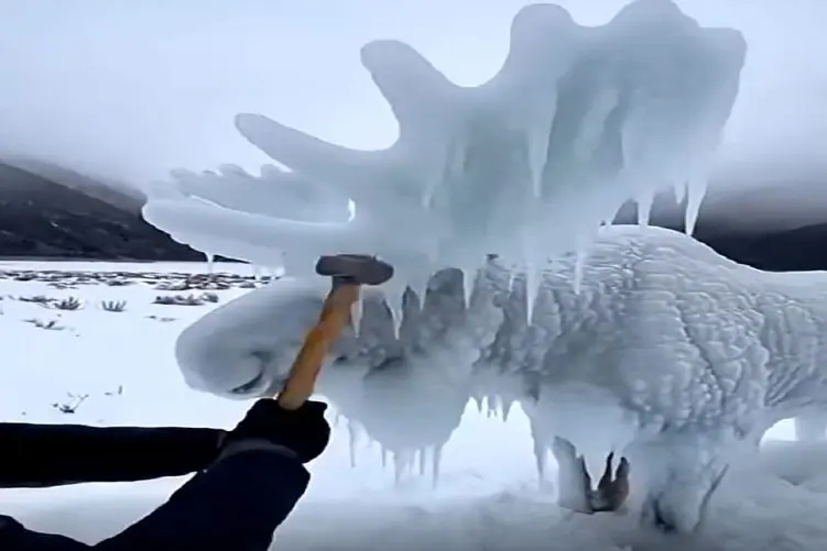 معماری طبیعت؛ گوزن شاخ دار رو برا امر خیر شکوندن