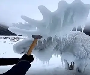 معماری طبیعت؛ گوزن شاخ دار رو برا امر خیر شکوندن