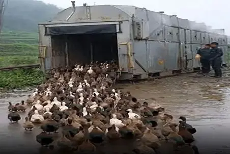 دامداری نوین؛ اردک ها فک کردن دارن میرن خونه ولی سر از قتلگاه درآووردن