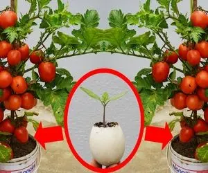 کشاورزی نوین؛ تخم مرغ و خاک رو با هم قاطی کردن توش گوجه کاشتن